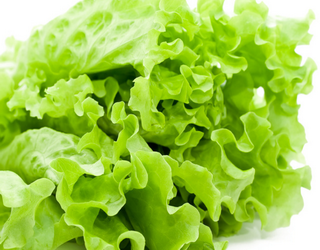 В Україну не впустили понад 4 тонни зараженого листового салату
